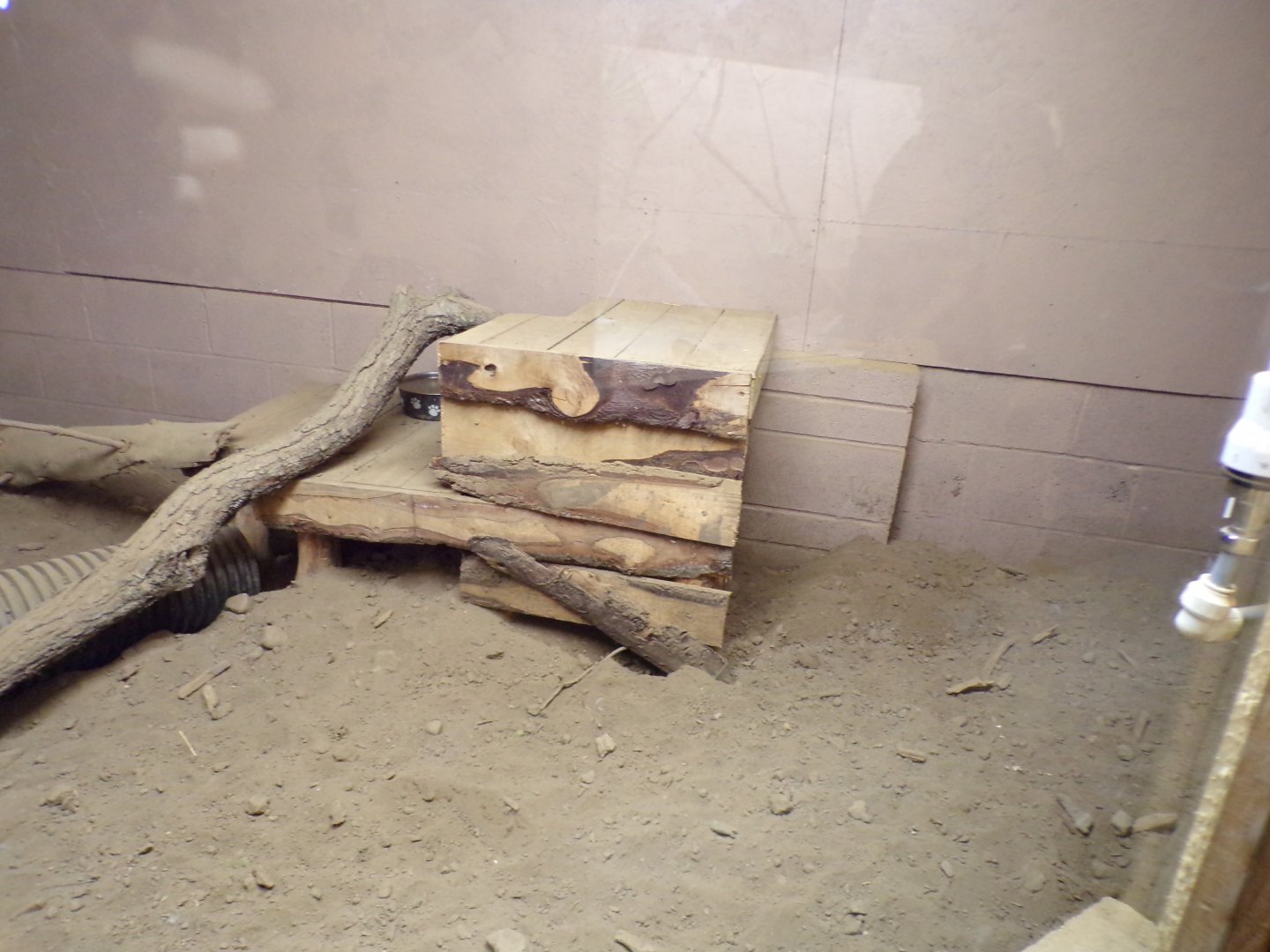 Six-banded armadillo enclosure 14.10.23