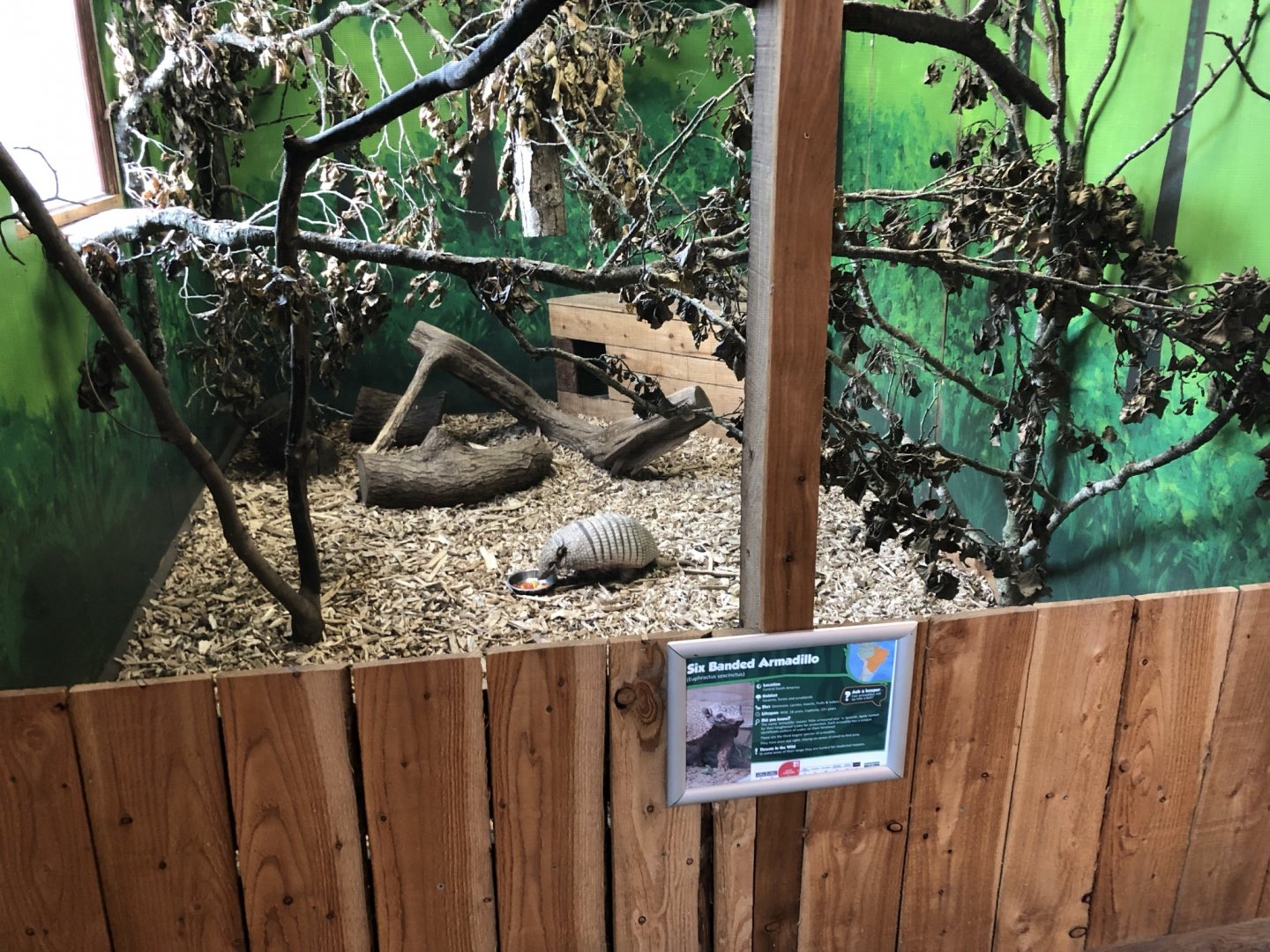 Six-banded Armadillo Enclosure at Northumberland Country Zoo (September 2021)