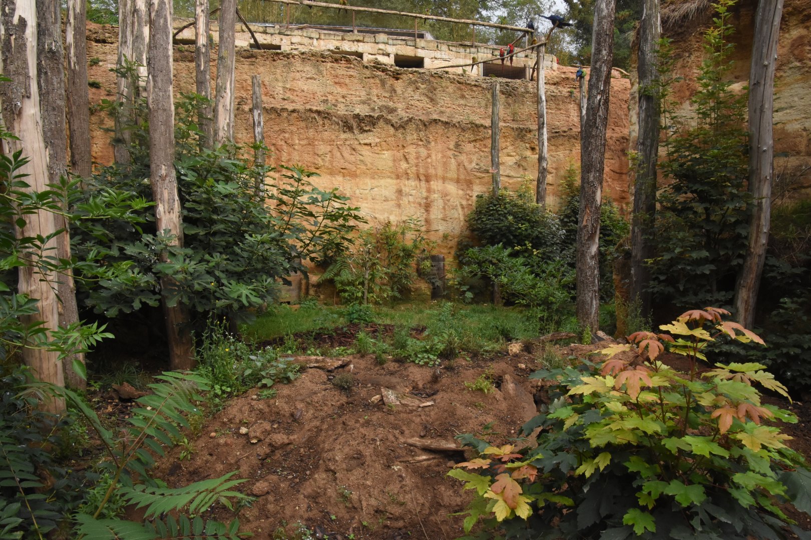Six-banded Armadillo enclosure in S-American aviary