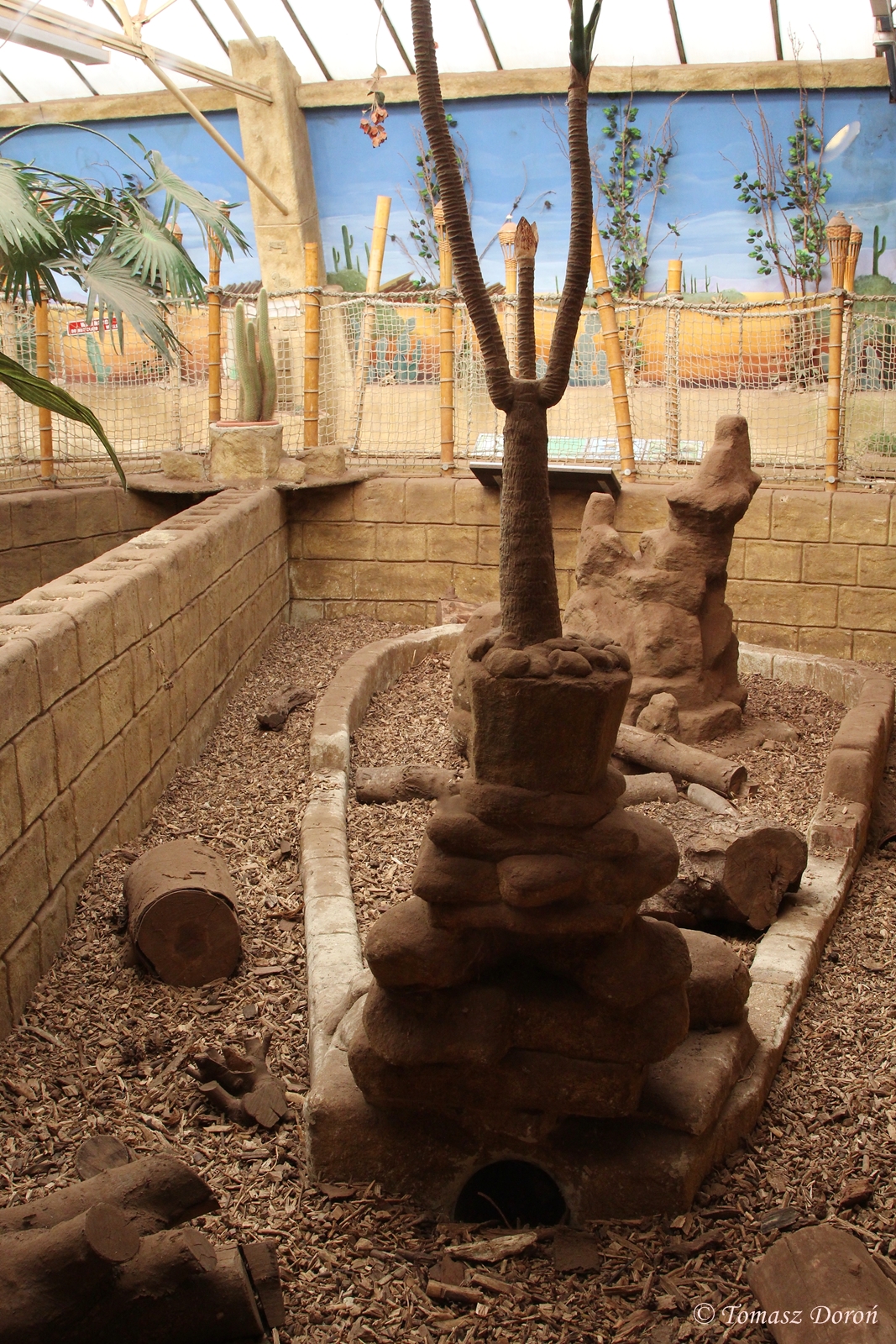 Six-banded Armadillo enclosure