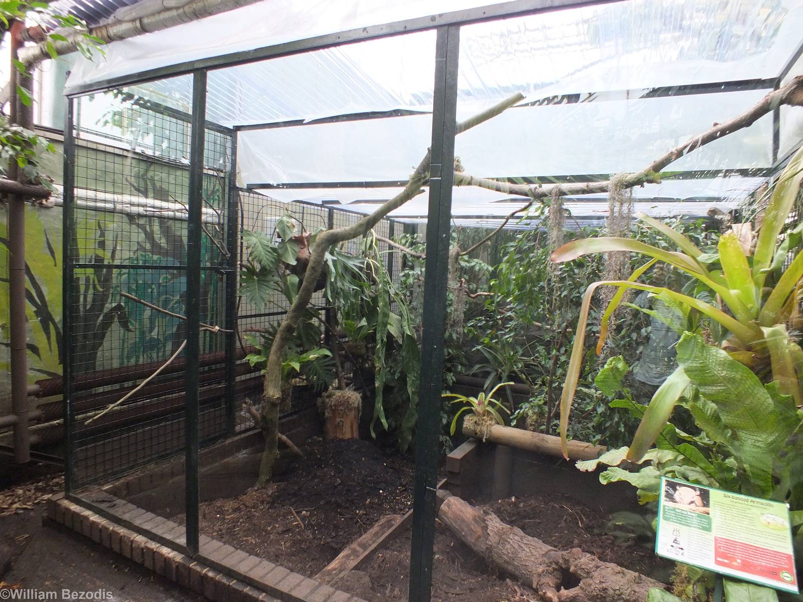 Six-banded Armadillo Enclosure