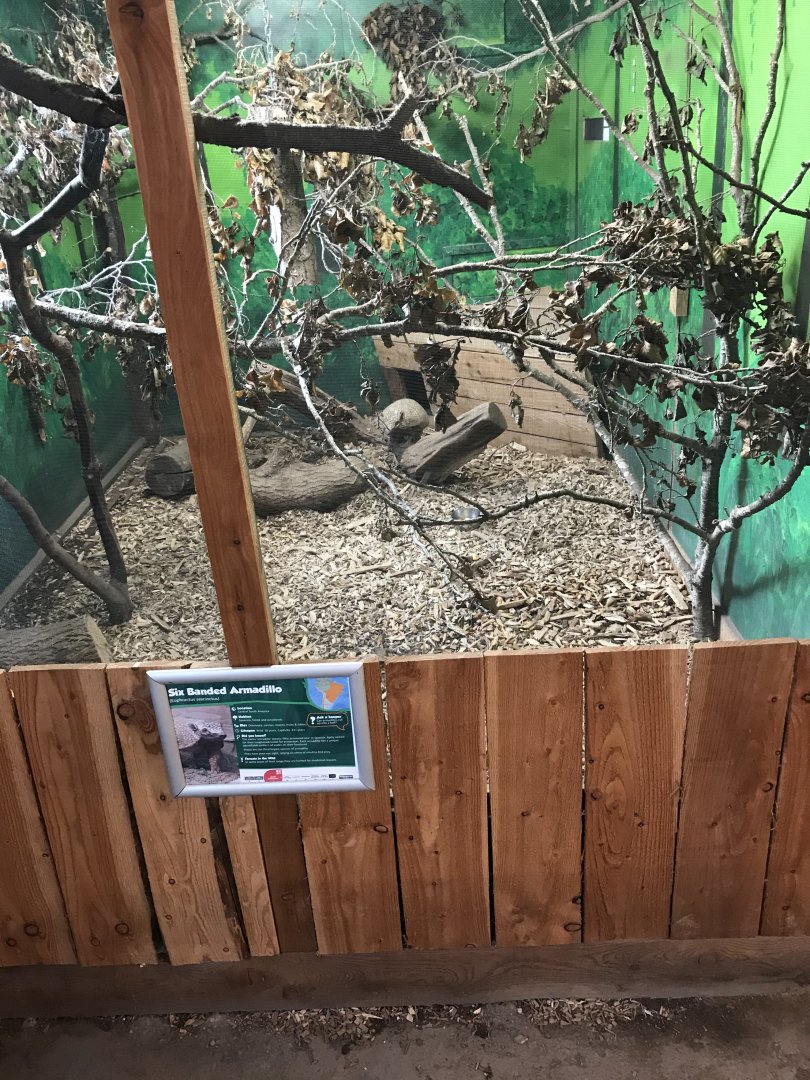 Six Banded Armadillo Enclosure