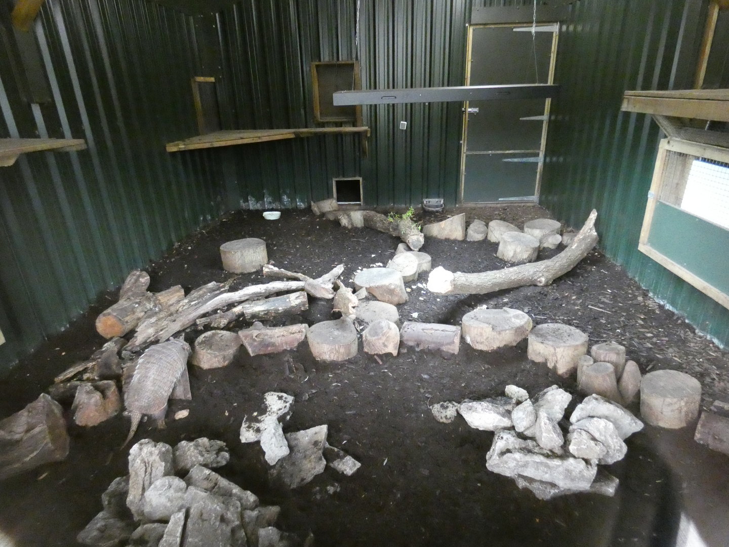Six-banded armadillo enclosure