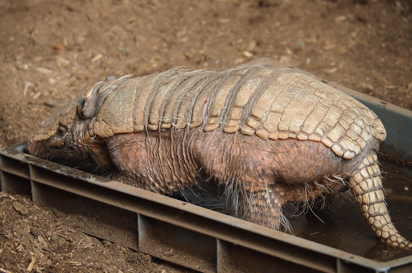 Six-banded armadillo (Euphractus sexcinctus), 2023-05-19