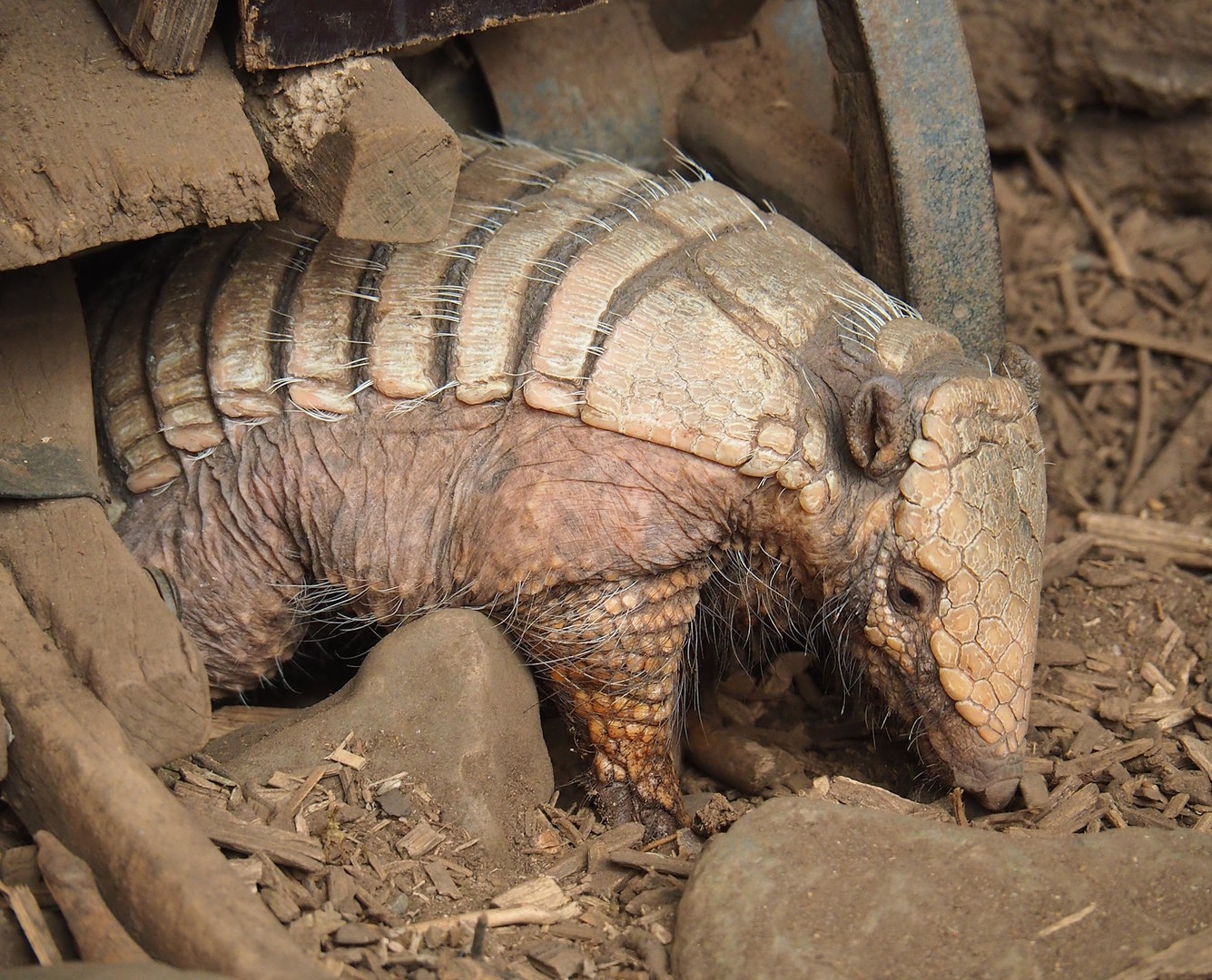 Six-banded armadillo (Euphractus sexcinctus), 2023-05-19