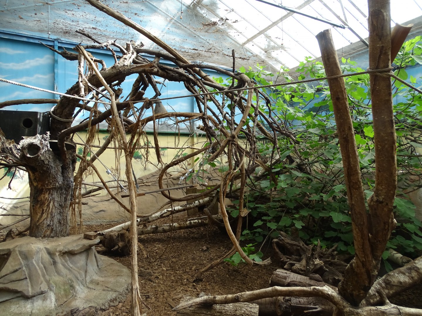 Six-banded armadillo (Euphractus sexcinctus) and emperor tamarin (Saguinus imperator) exhibit