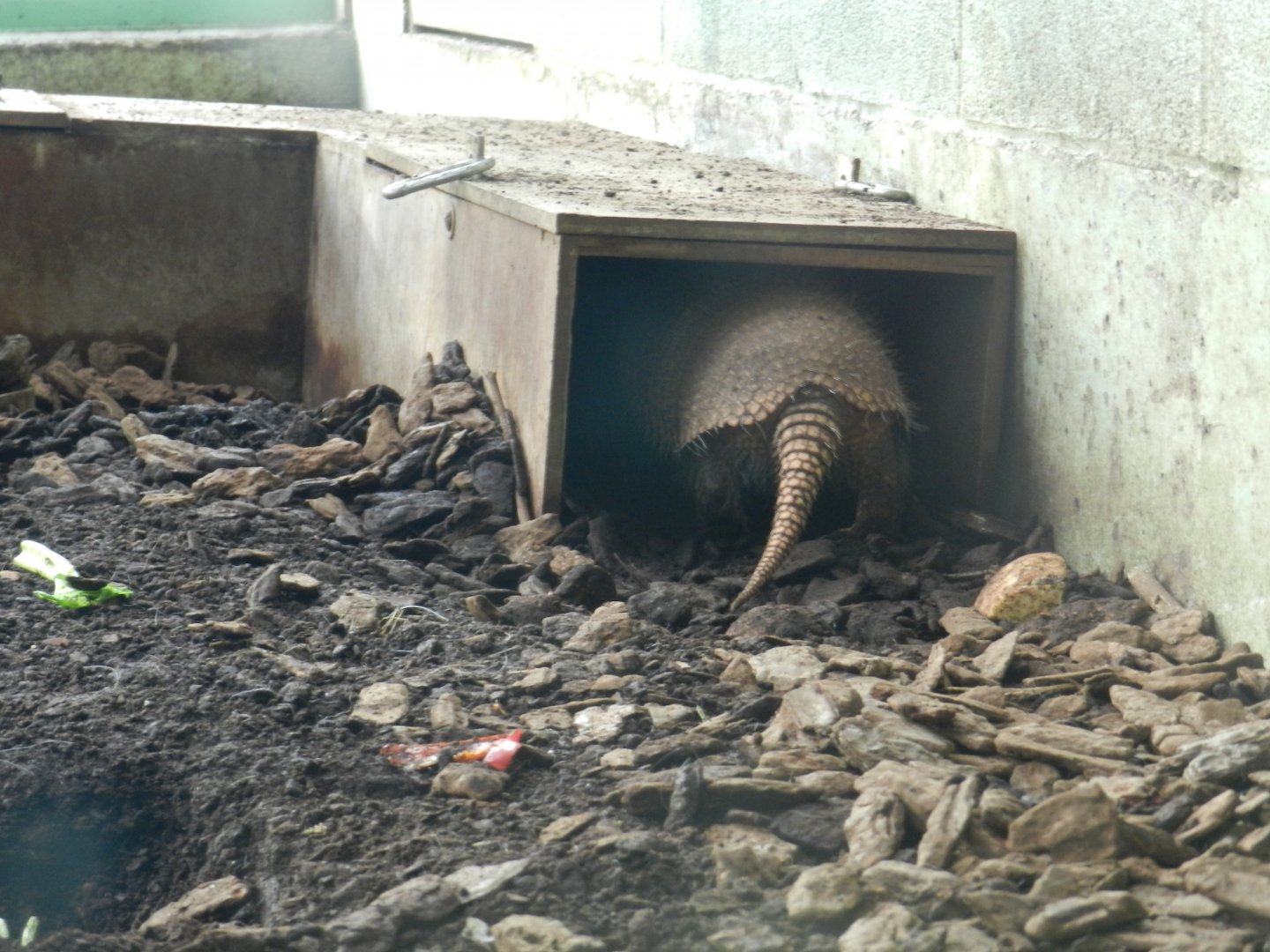 Six-Banded Armadillo (Euphractus sexcinctus) at Bristol Zoo, England