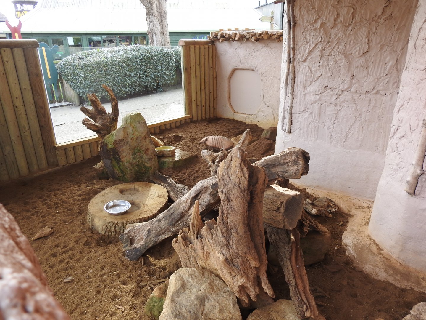 Six-Banded Armadillo (Euphractus sexcinctus) Enclosure