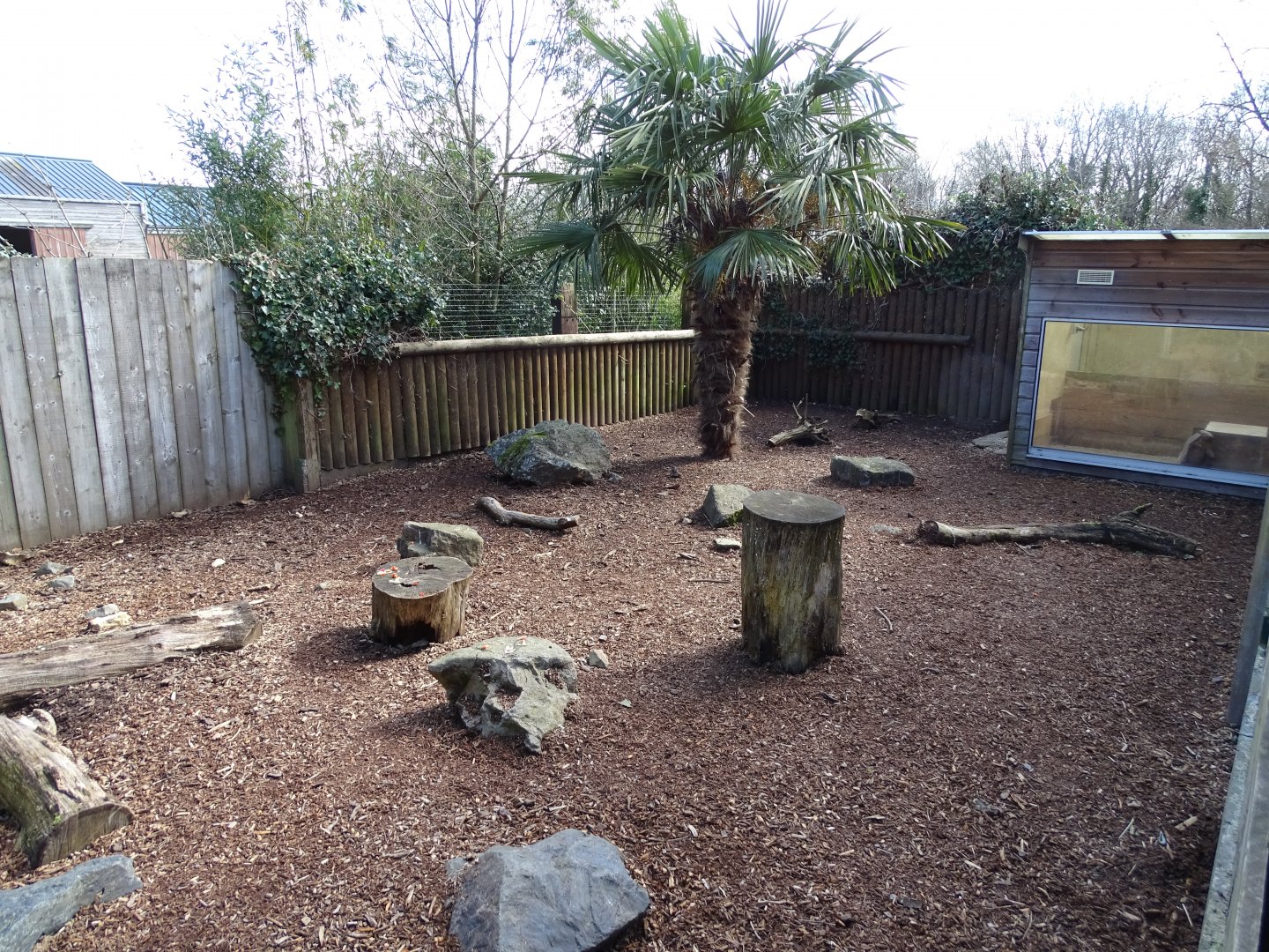 Six-banded armadillo (Euphractus sexcinctus) exhibit