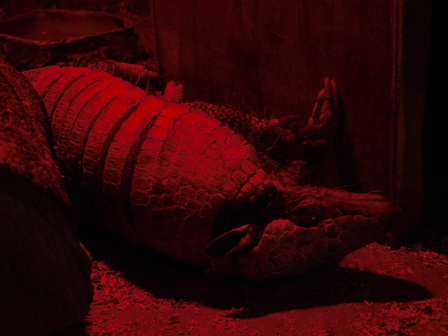 Six-Banded Armadillo (Euphractus sexcinctus) September 13, 2025