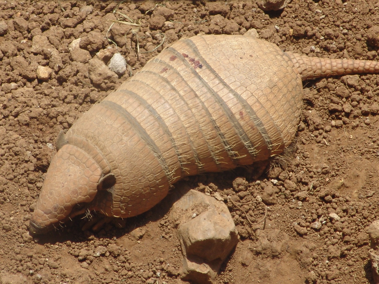 Six-banded Armadillo (Euphractus sexcinctus)