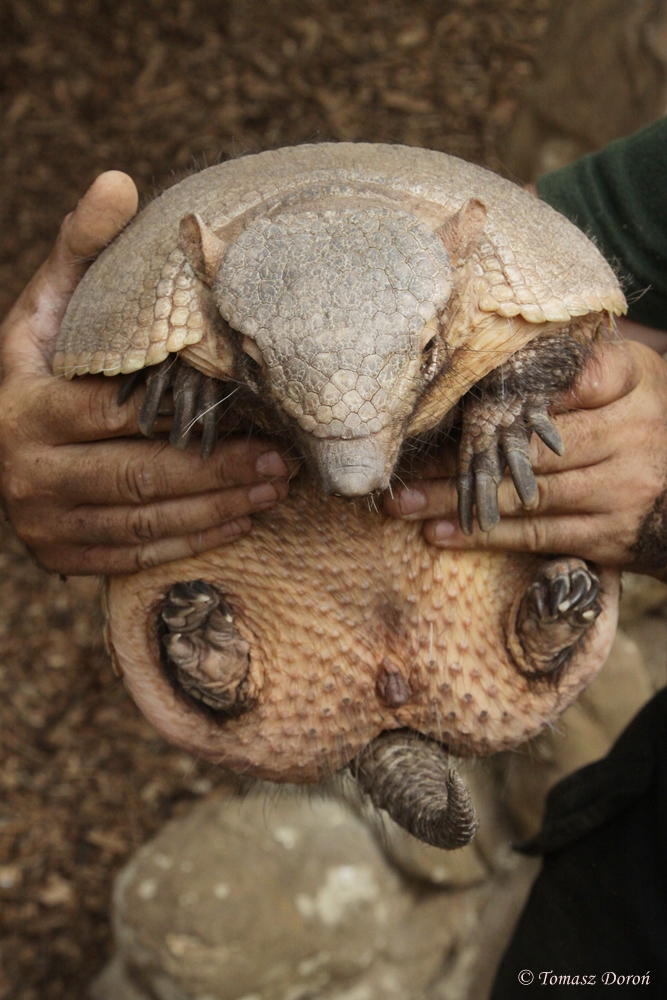 Six-banded Armadillo (Euphractus sexcinctus)