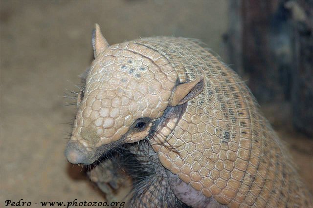 Six-banded armadillo (Euphractus sexcinctus)