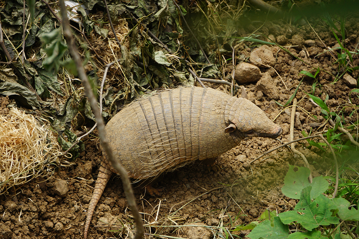 Six-banded armadillo (Euphractus sexcinctus)