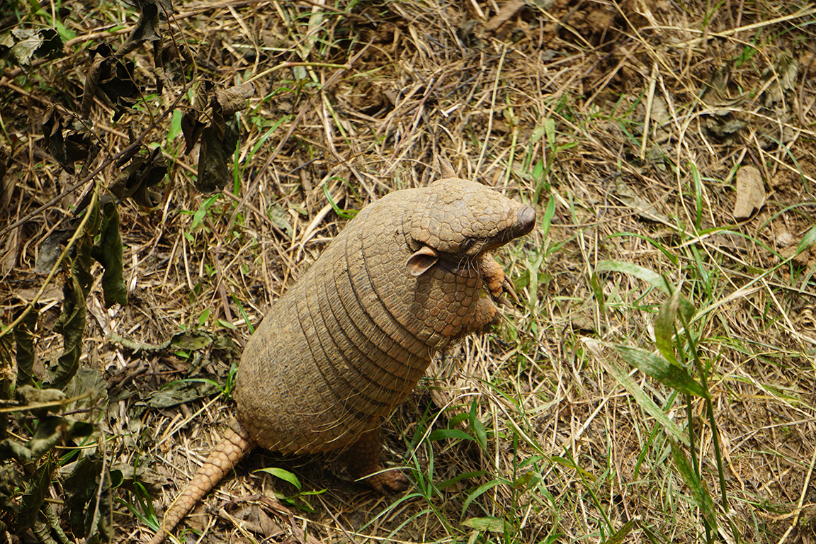 Six-banded armadillo (Euphractus sexcinctus)