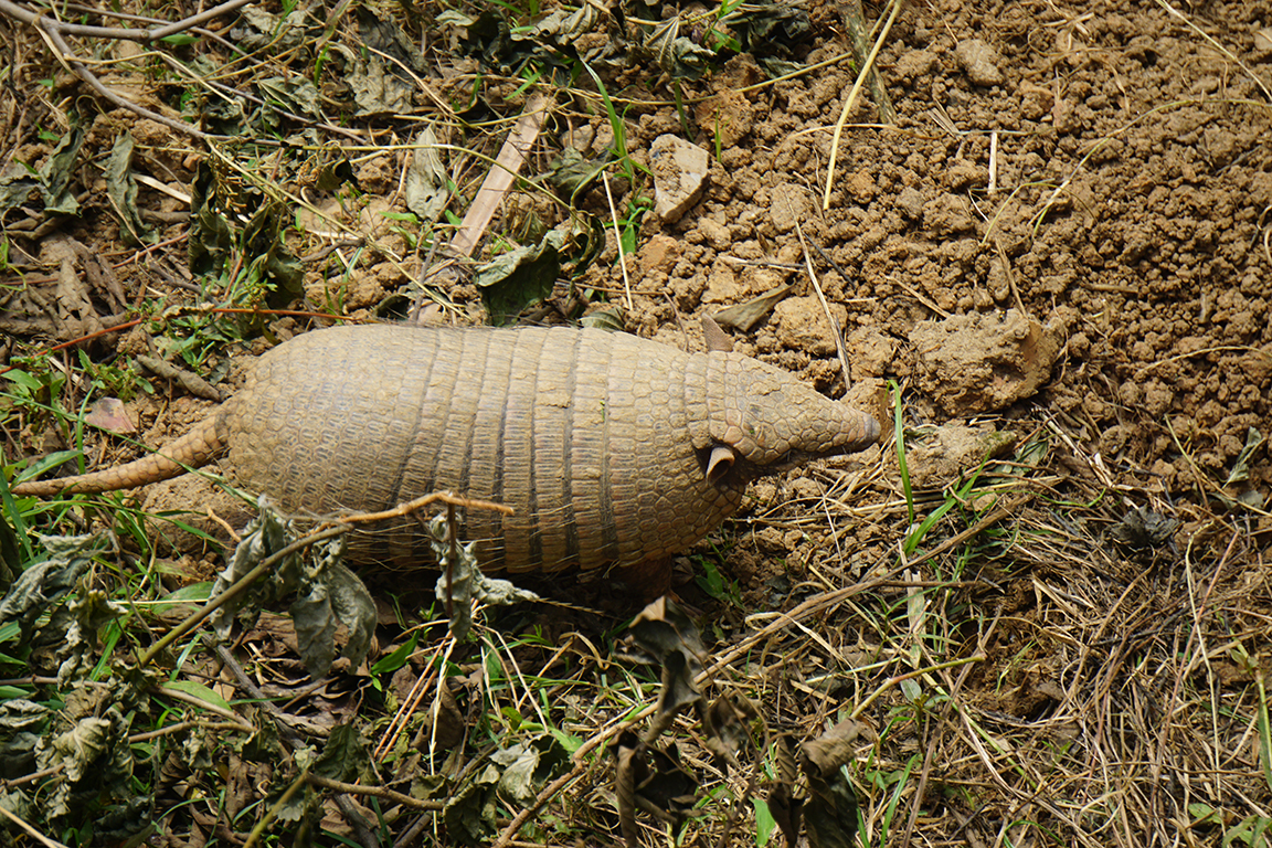 Six-banded armadillo (Euphractus sexcinctus)
