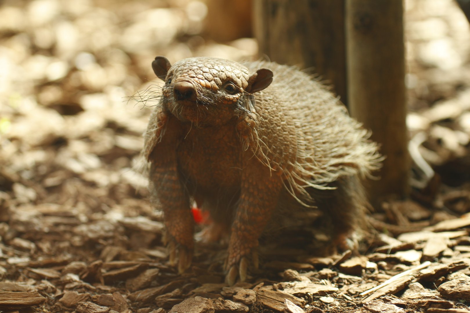 Six-banded armadillo (Euphractus sexcinctus)