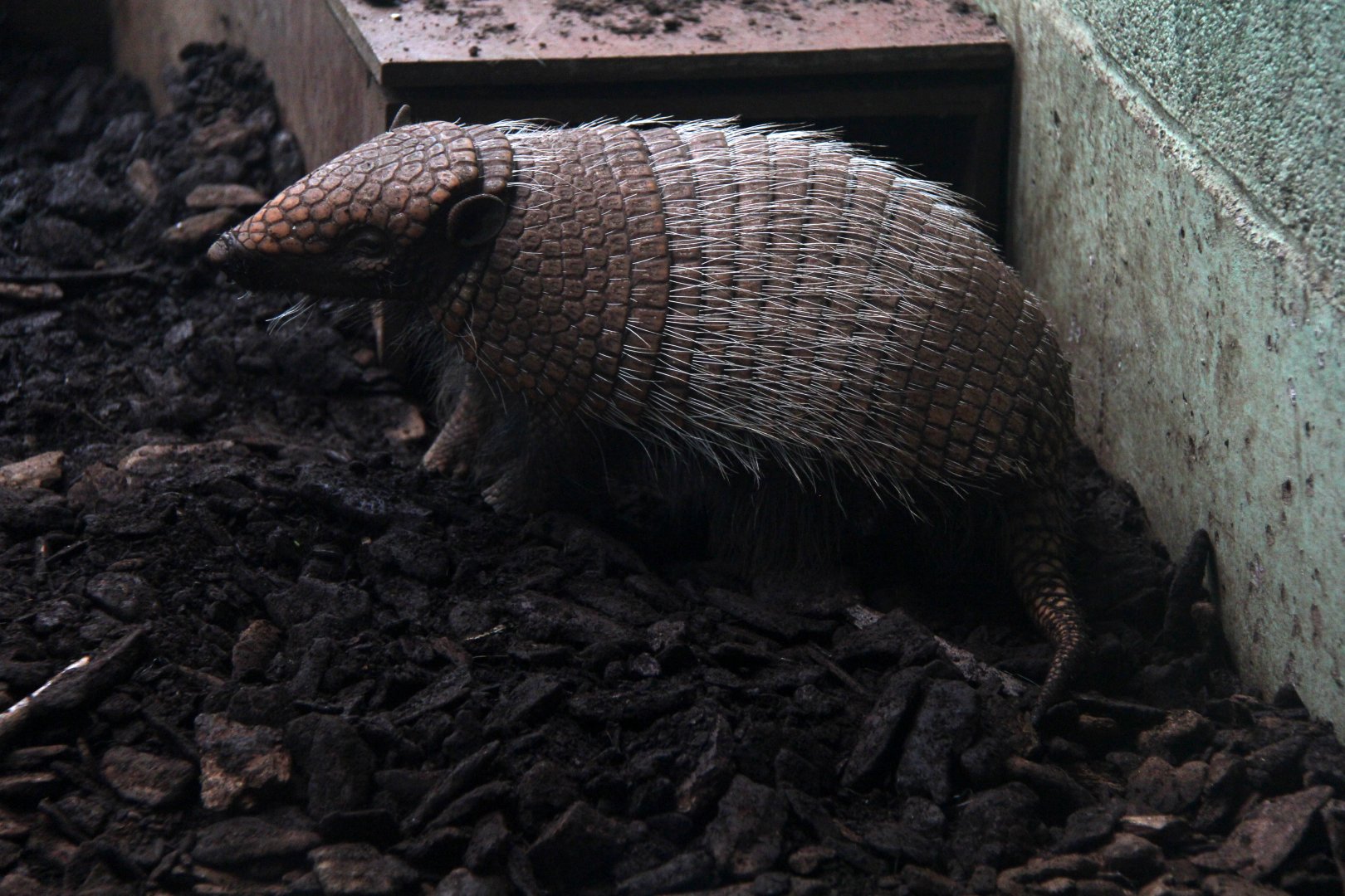 six-banded armadillo (Euphractus sexcinctus)