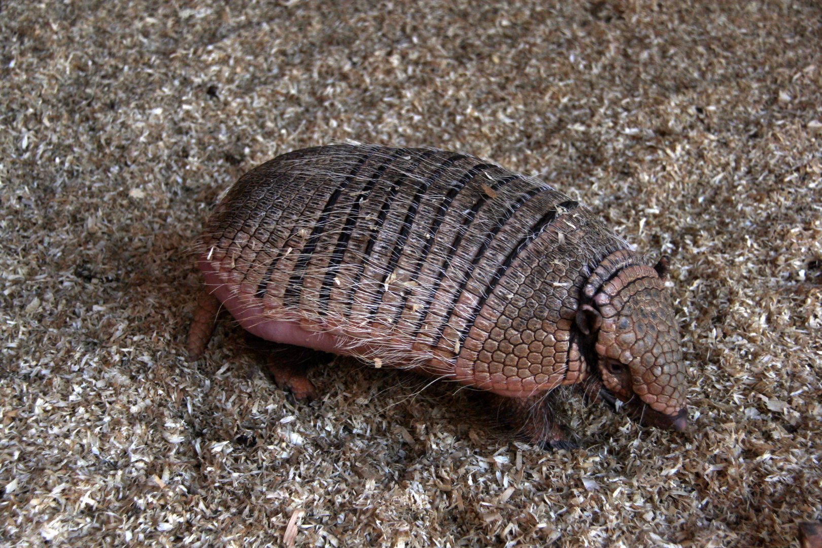 six-banded armadillo (Euphractus sexcinctus)