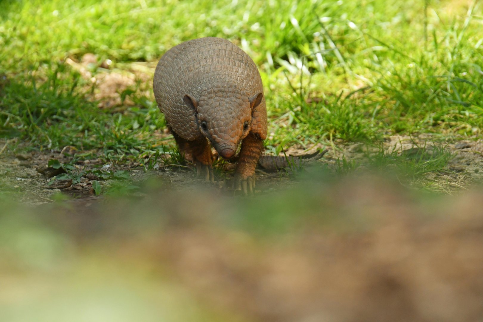 Six-banded armadillo (Euphractus sexcinctus)