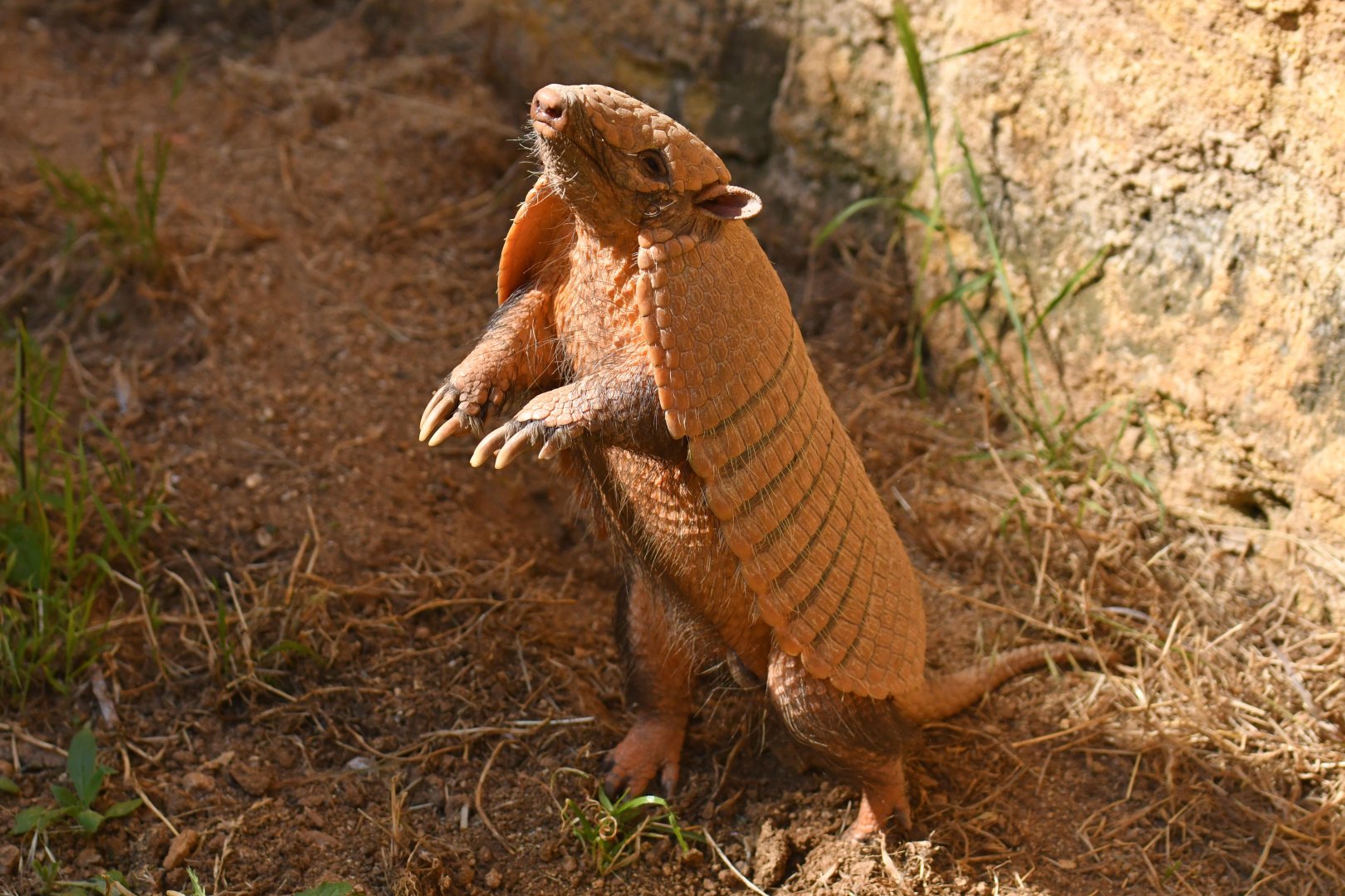 Six-banded armadillo (Euphractus sexcinctus)