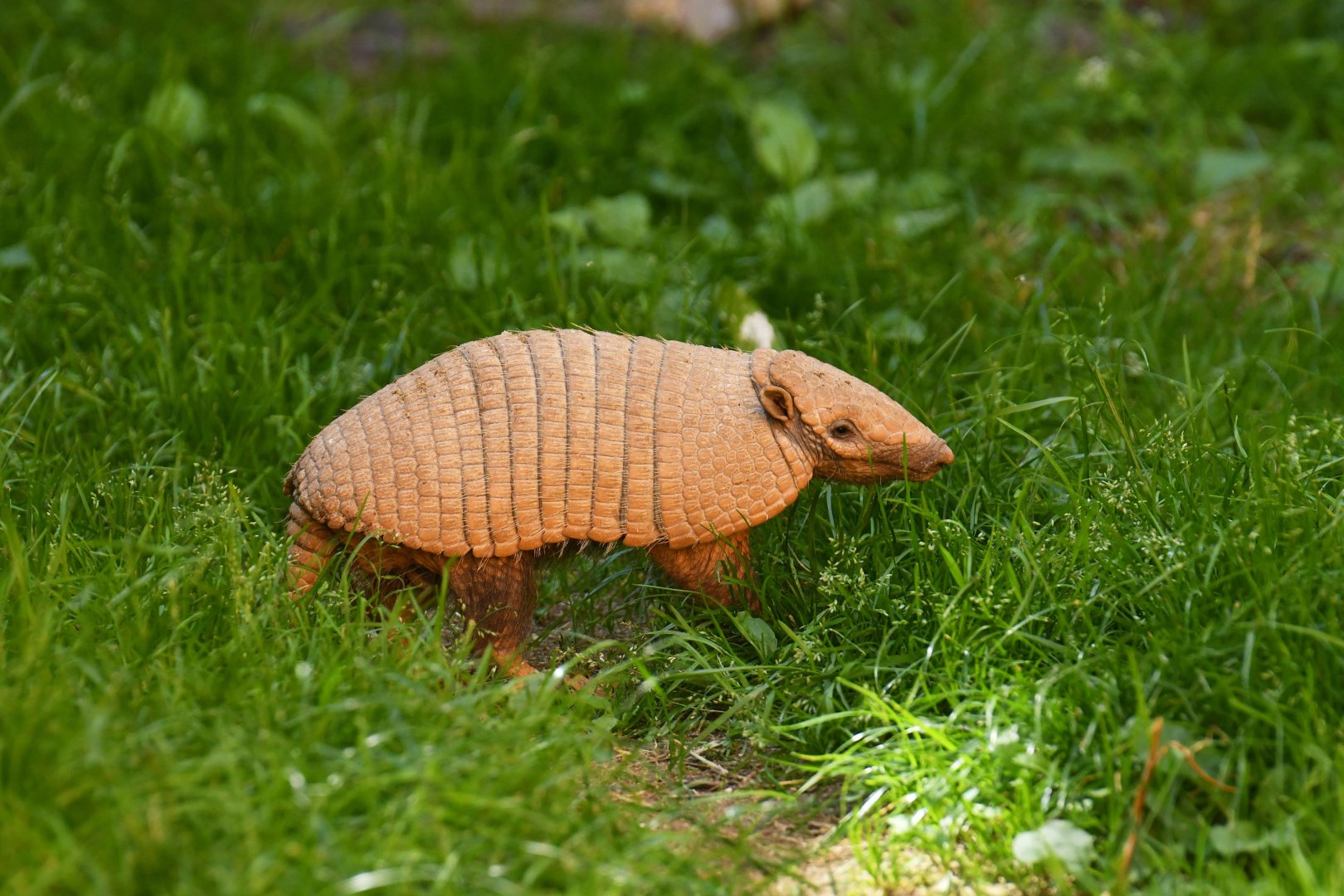 Six-banded armadillo (Euphractus sexcinctus)