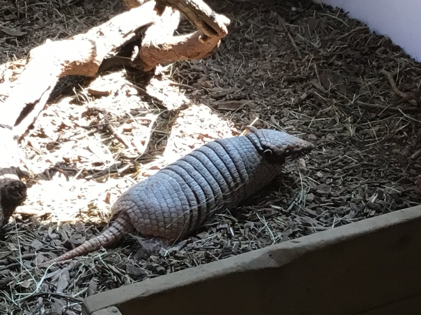 Six Banded Armadillo (Euphractus Sexcinctus)