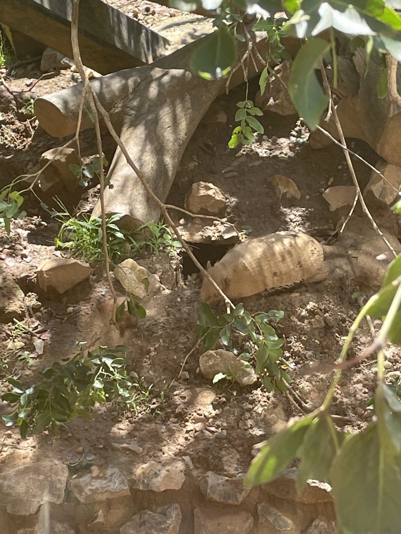Six-Banded Armadillo (Euphractus sexcinctus)