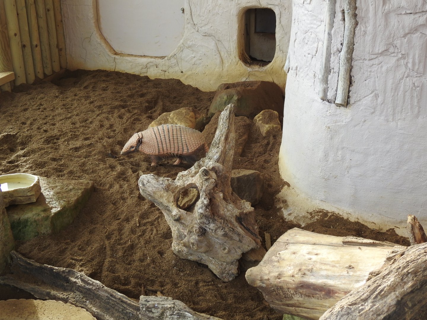 Six-Banded Armadillo (Euphractus sexcinctus)