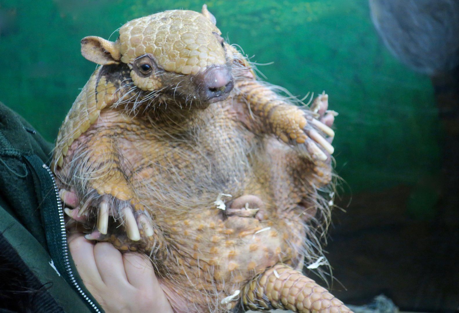 Six-Banded Armadillo (Euphractus sexcinctus)