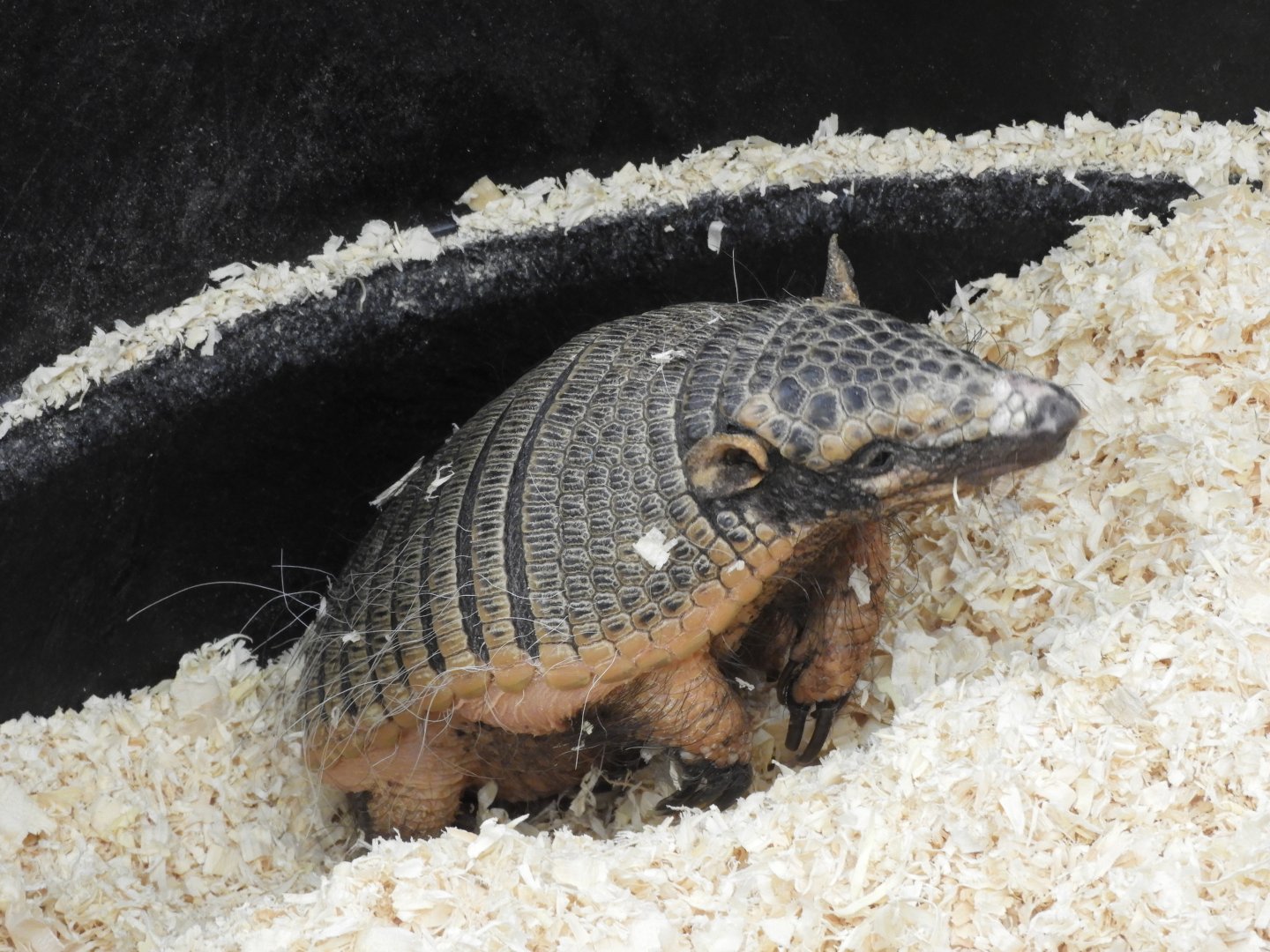 Six-banded Armadillo (Euphractus sexcinctus)