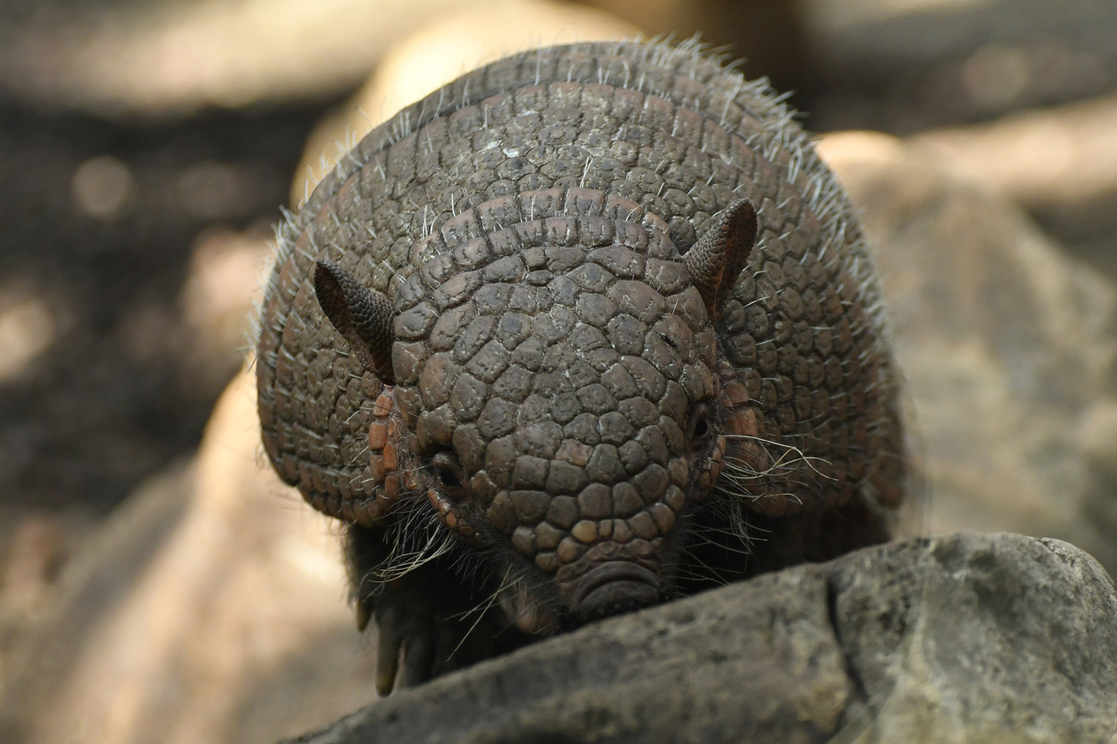 Six-banded armadillo (Euphractus sexcinctus)