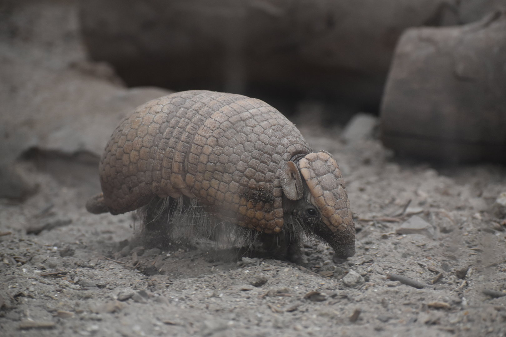 Six-banded Armadillo - Euphractus sexcinctus