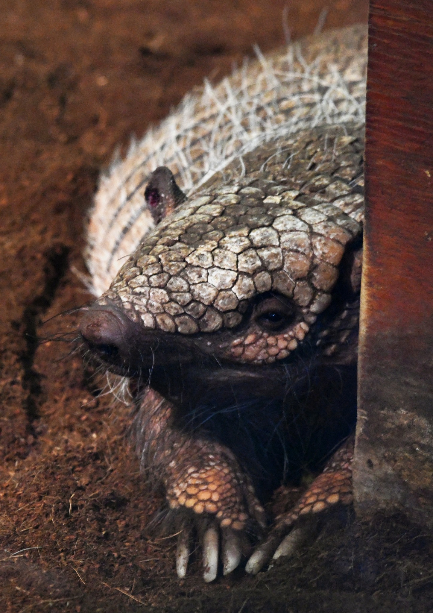 Six-banded Armadillo - Euphractus sexcinctus