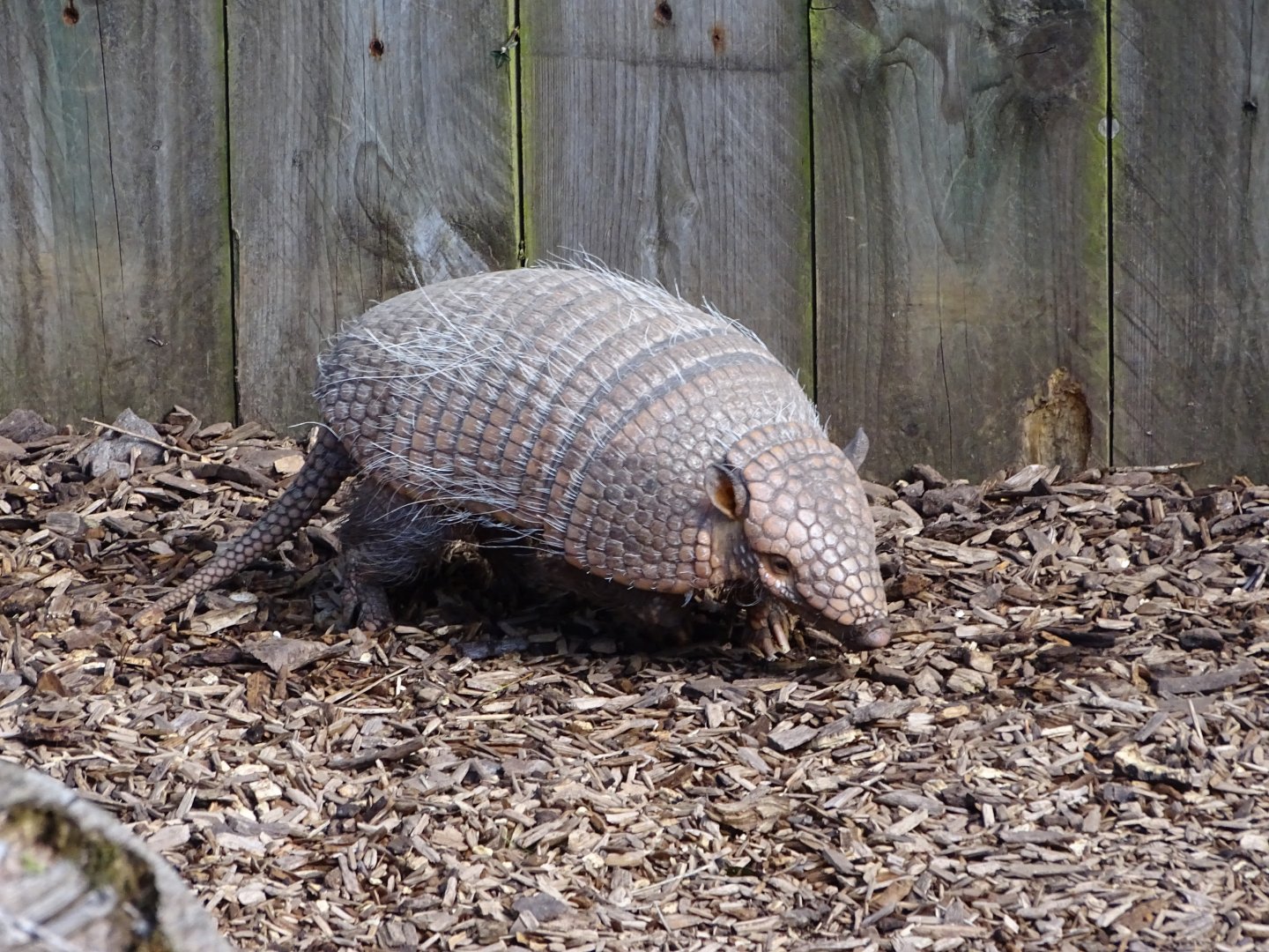 Six-banded armadillo (Euphractus sexcinctus)