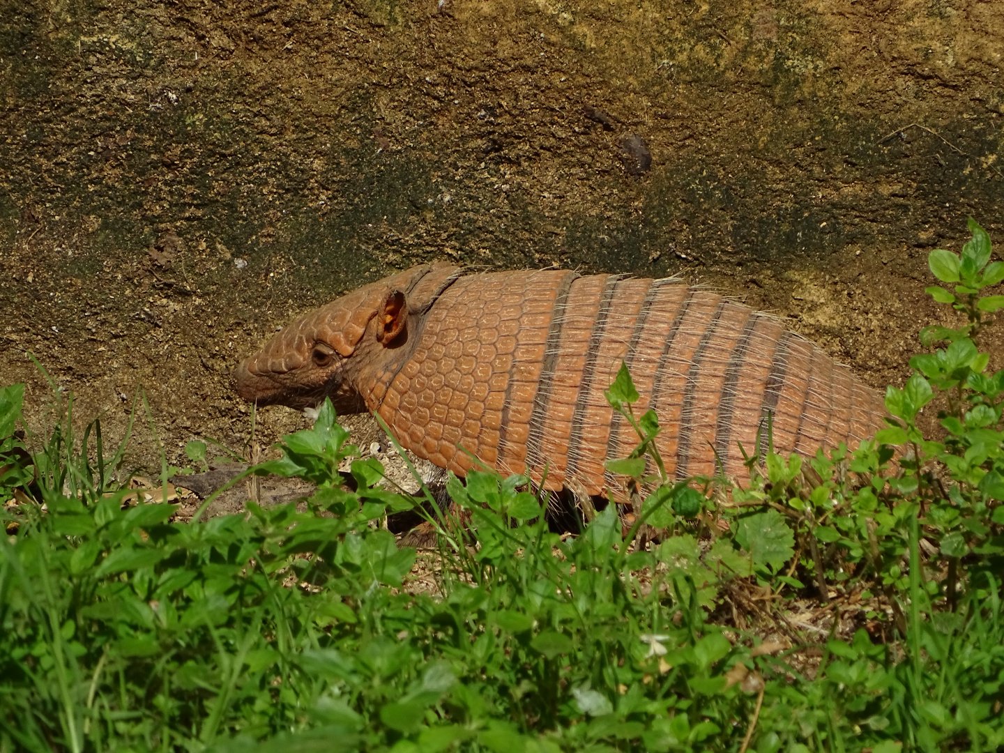 Six-banded armadillo (Euphractus sexcinctus)