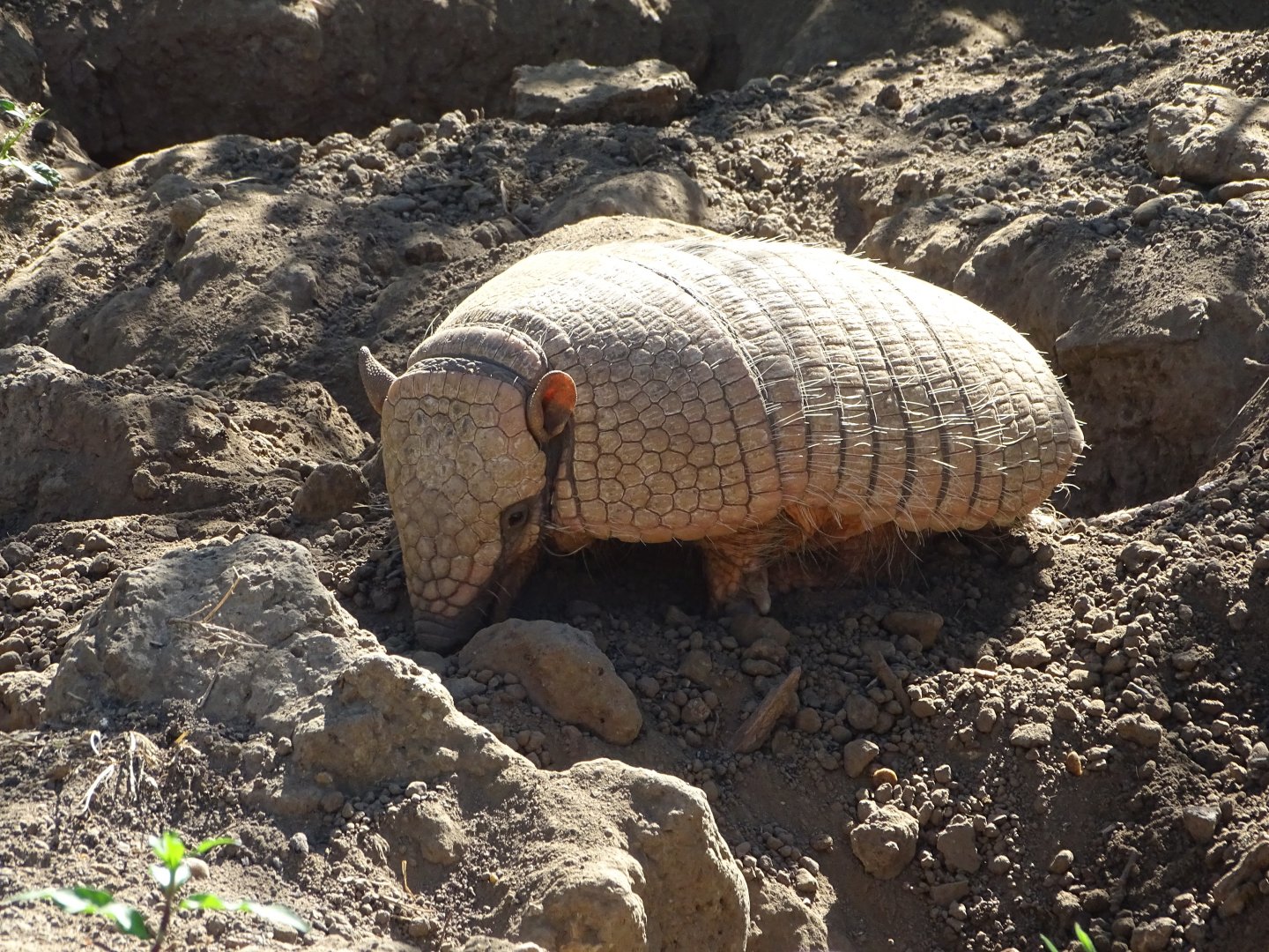 Six-banded armadillo (Euphractus sexcinctus)
