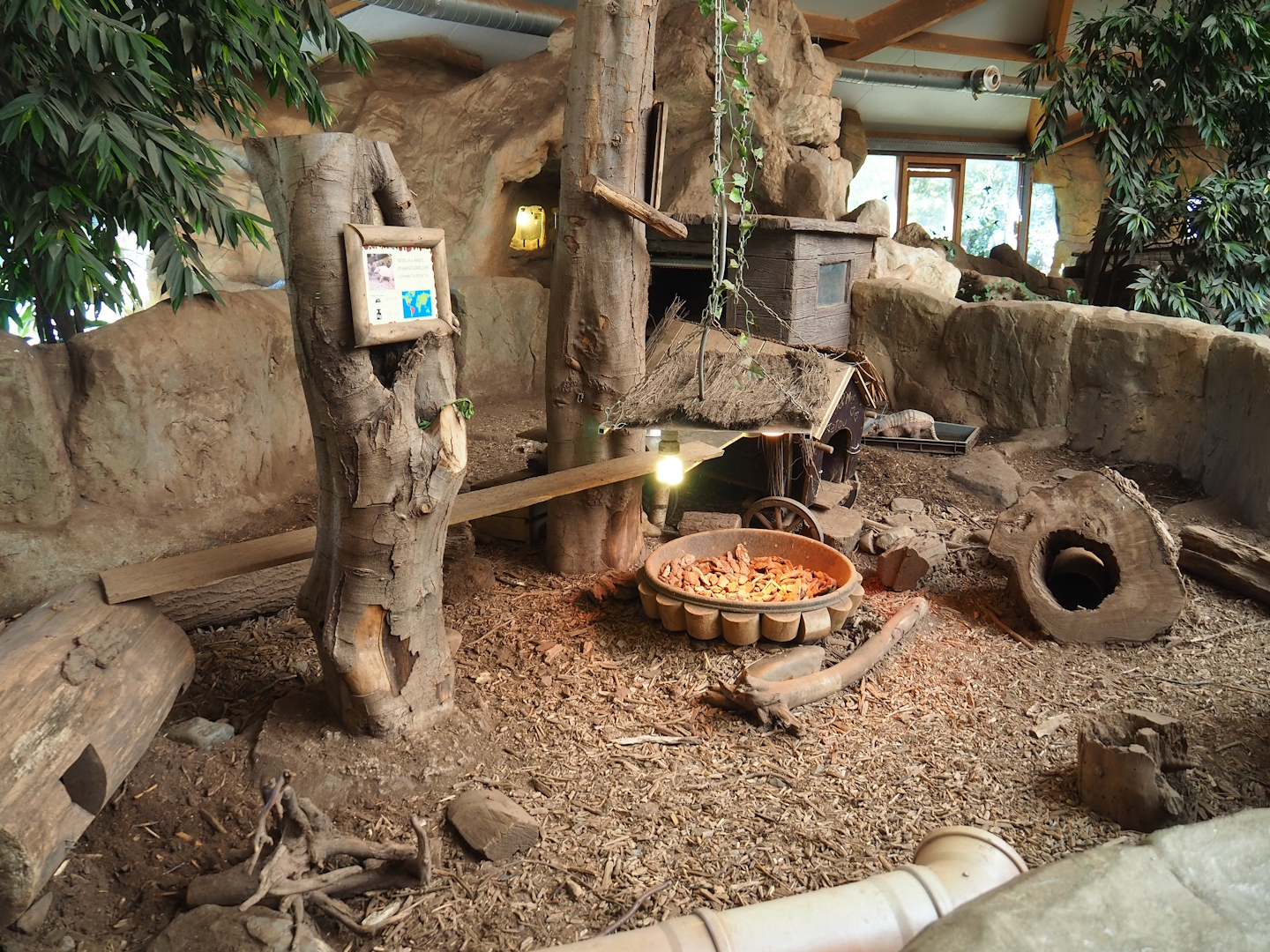 Six-banded armadillo exhibit, 2023-05-19