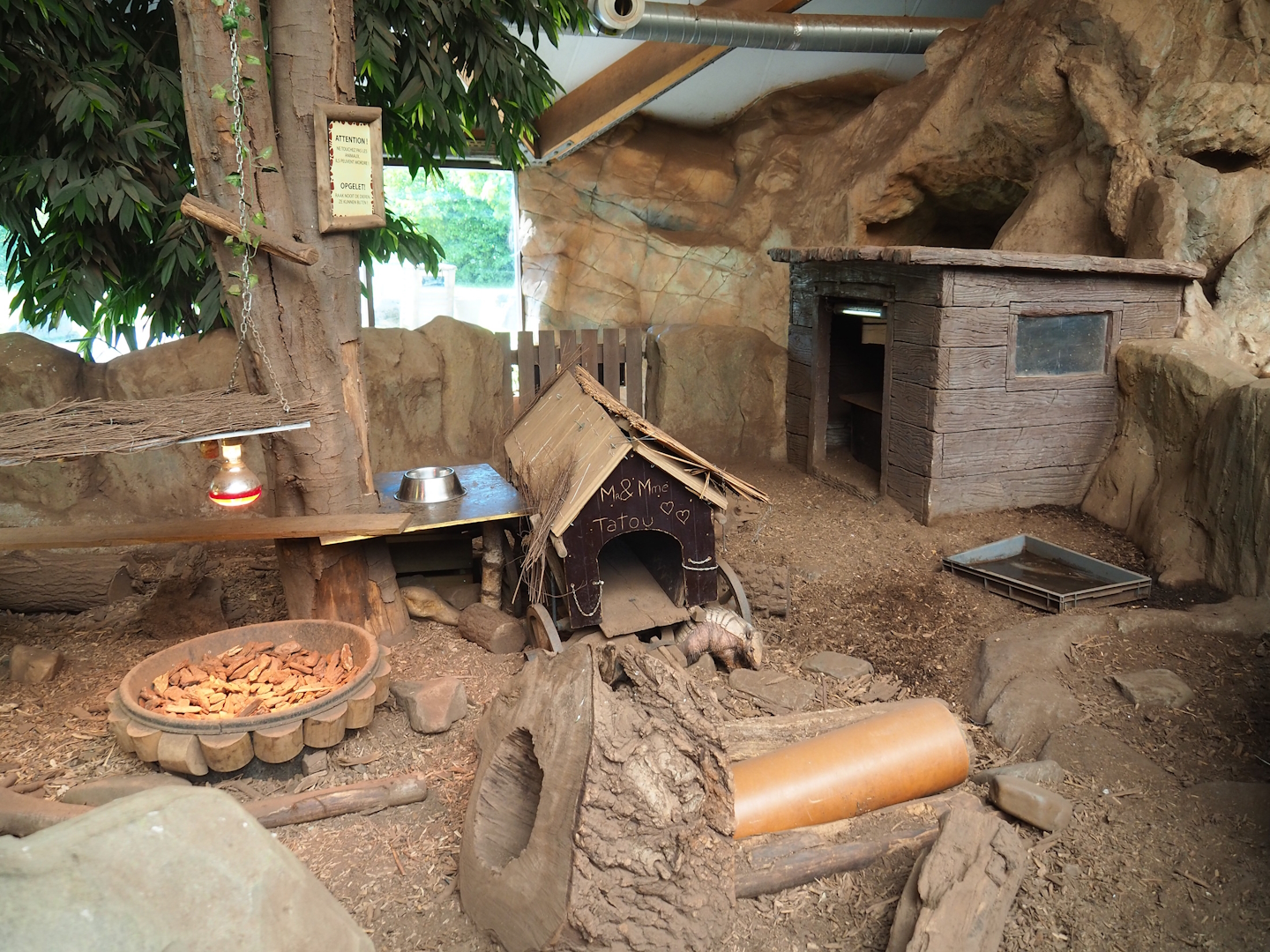 Six-banded armadillo exhibit, 2023-05-19