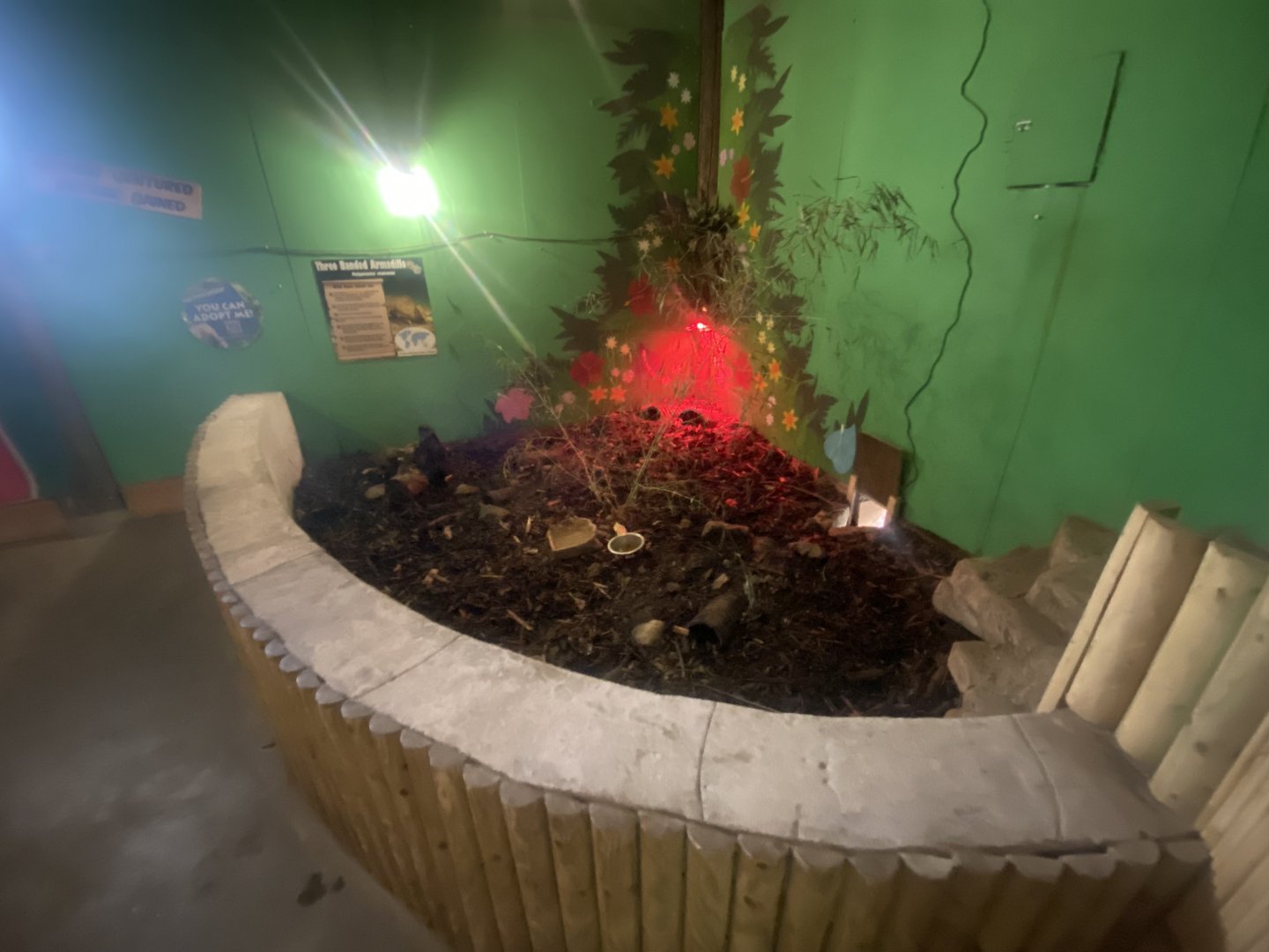 Six-banded armadillo exhibit 280425