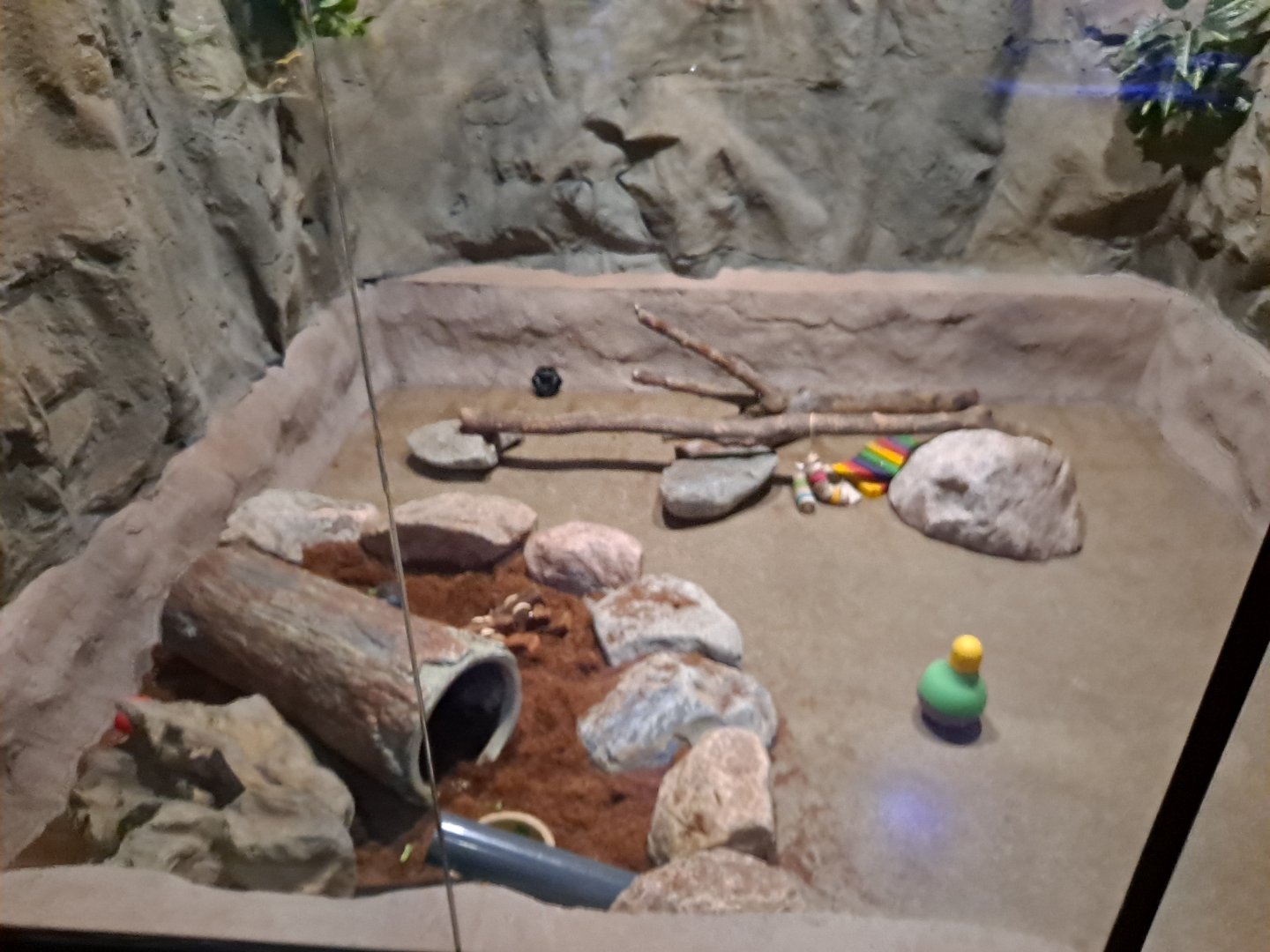 Six-Banded Armadillo Exhibit (4/19/25)