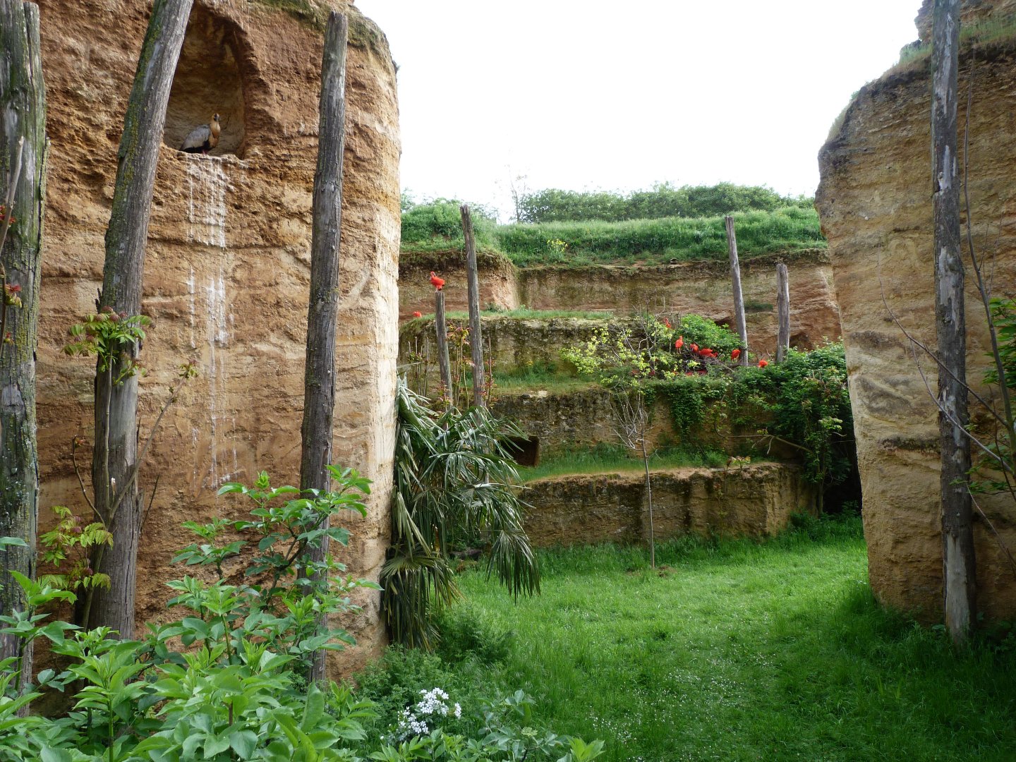Six-banded armadillo exhibit within South American aviary -Bioparc de Doué la Fontaine (2025)