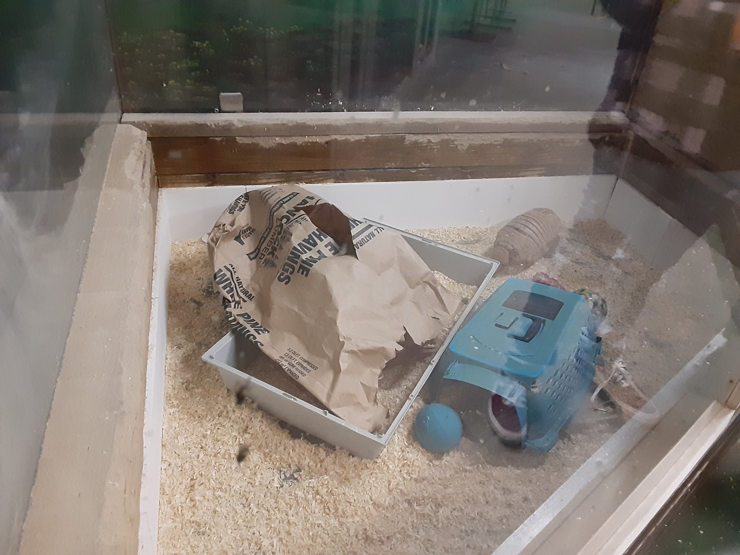 Six-banded Armadillo Exhibit