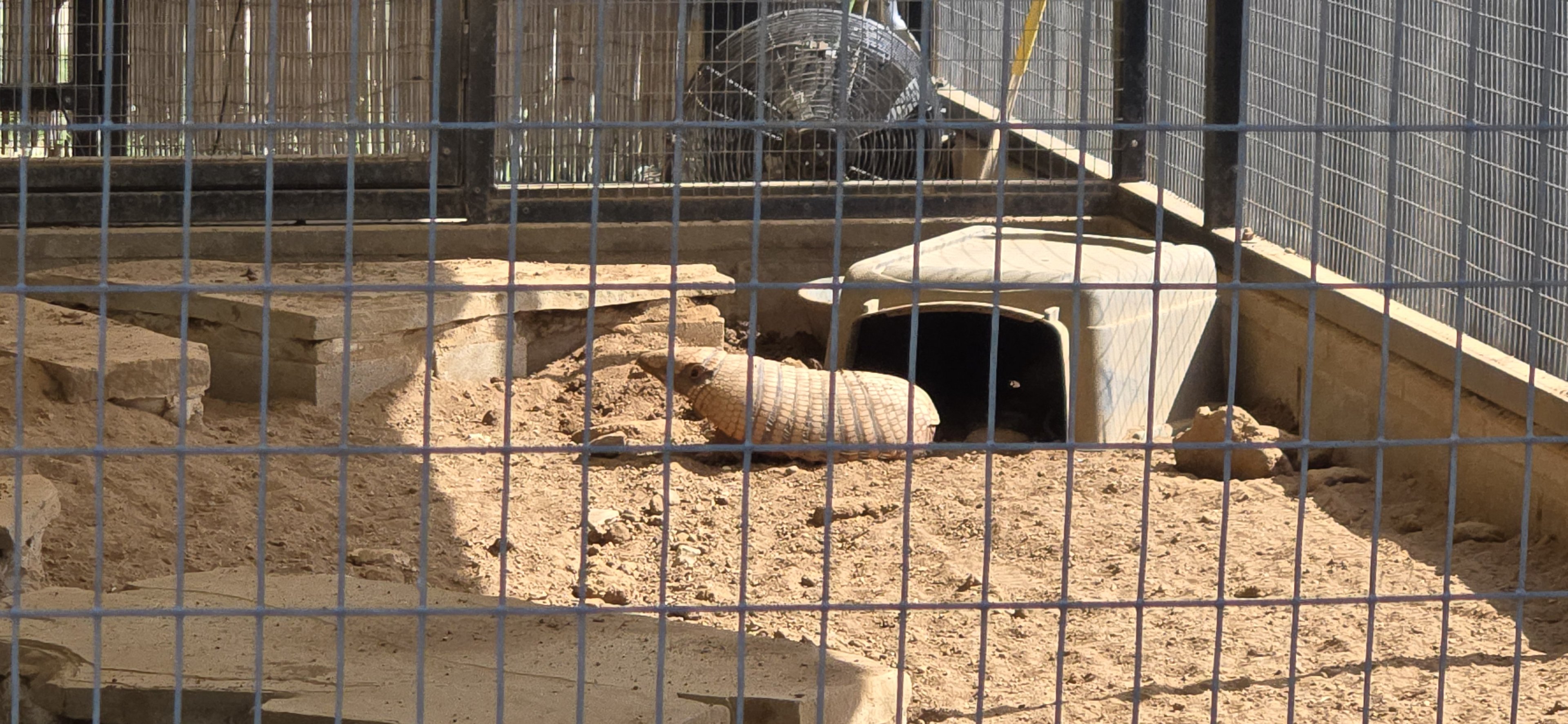 Six-banded armadillo - former prairie dog