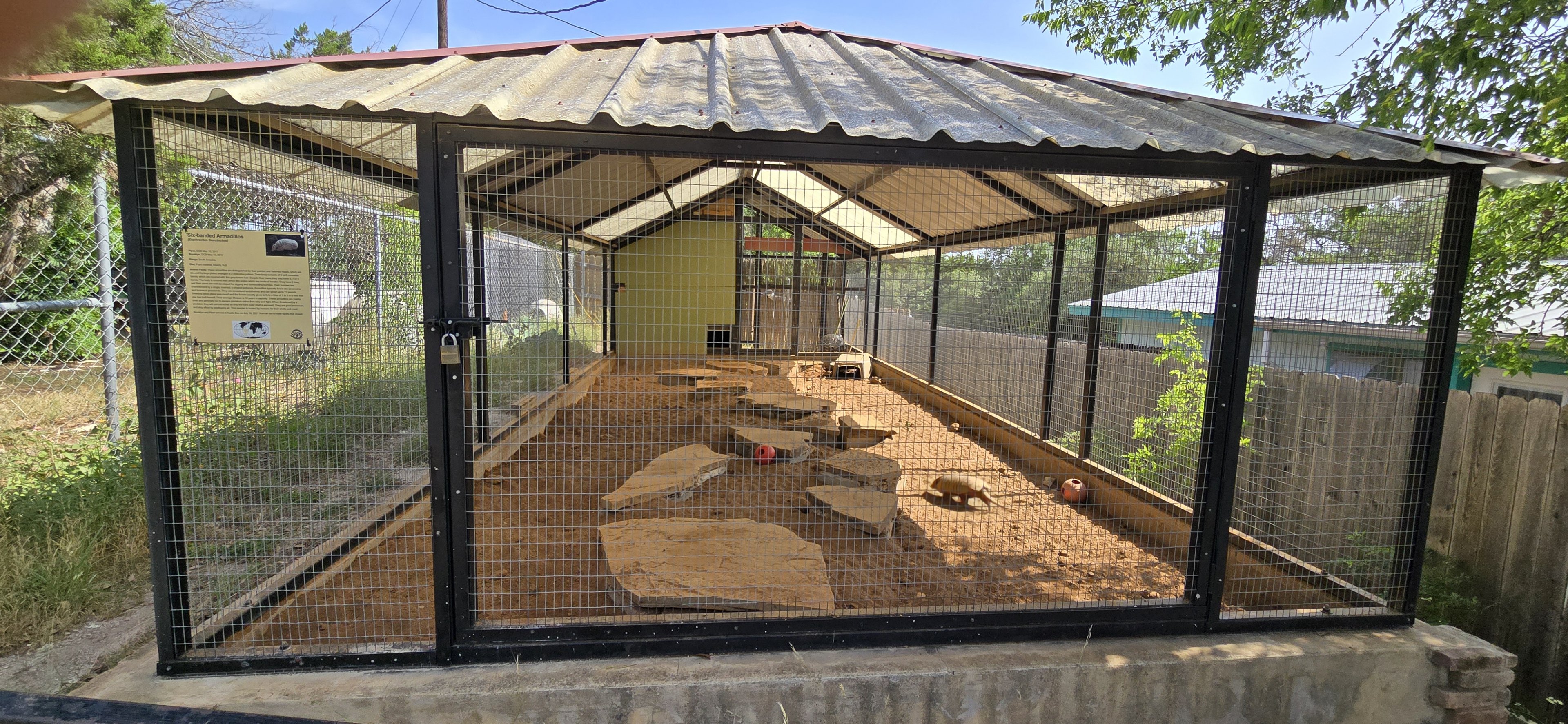 Six-banded armadillo - former prairie dog