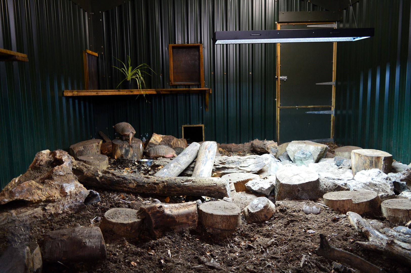 Six-banded armadillo house