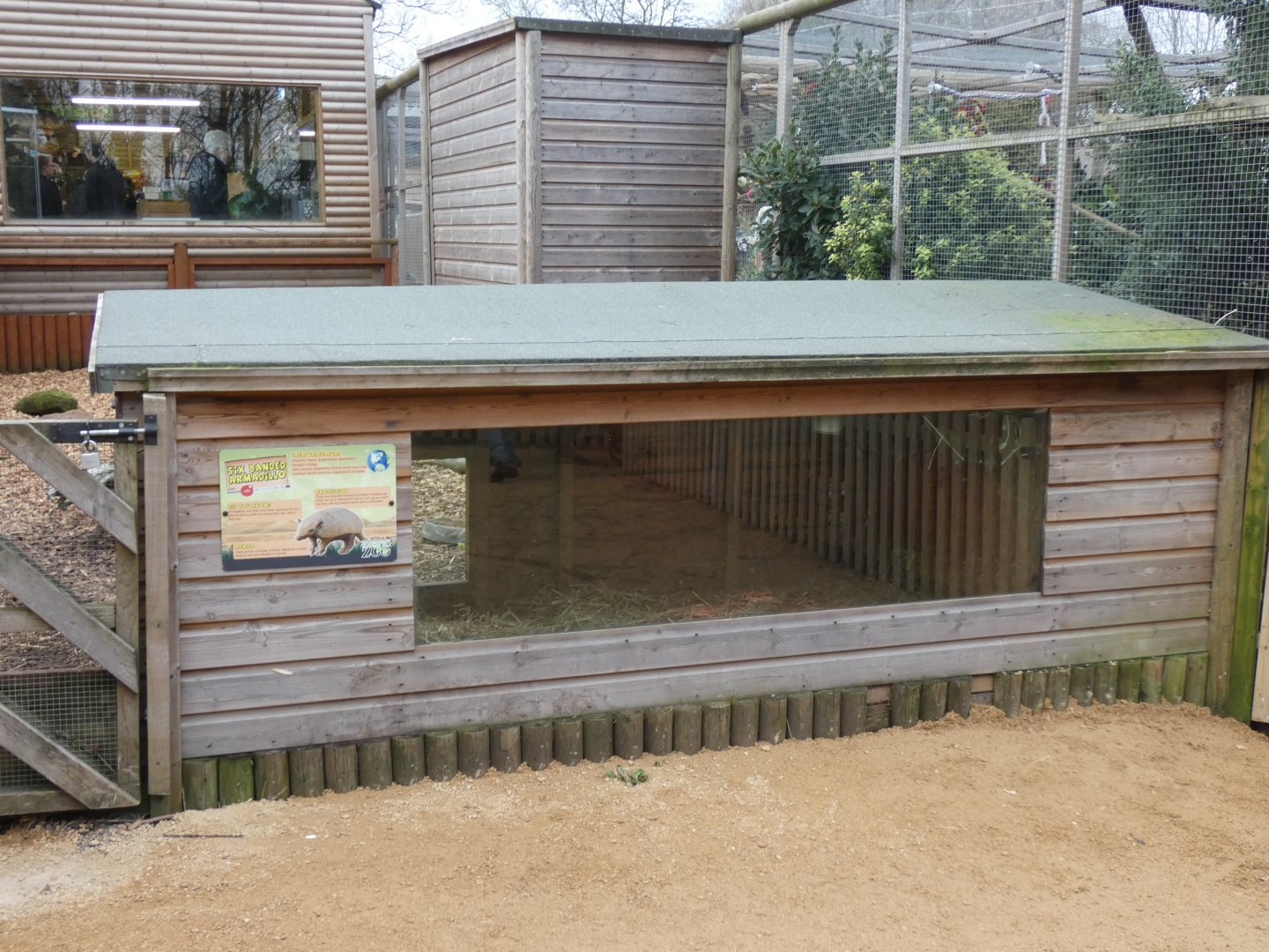 Six-banded Armadillo indoor viewing