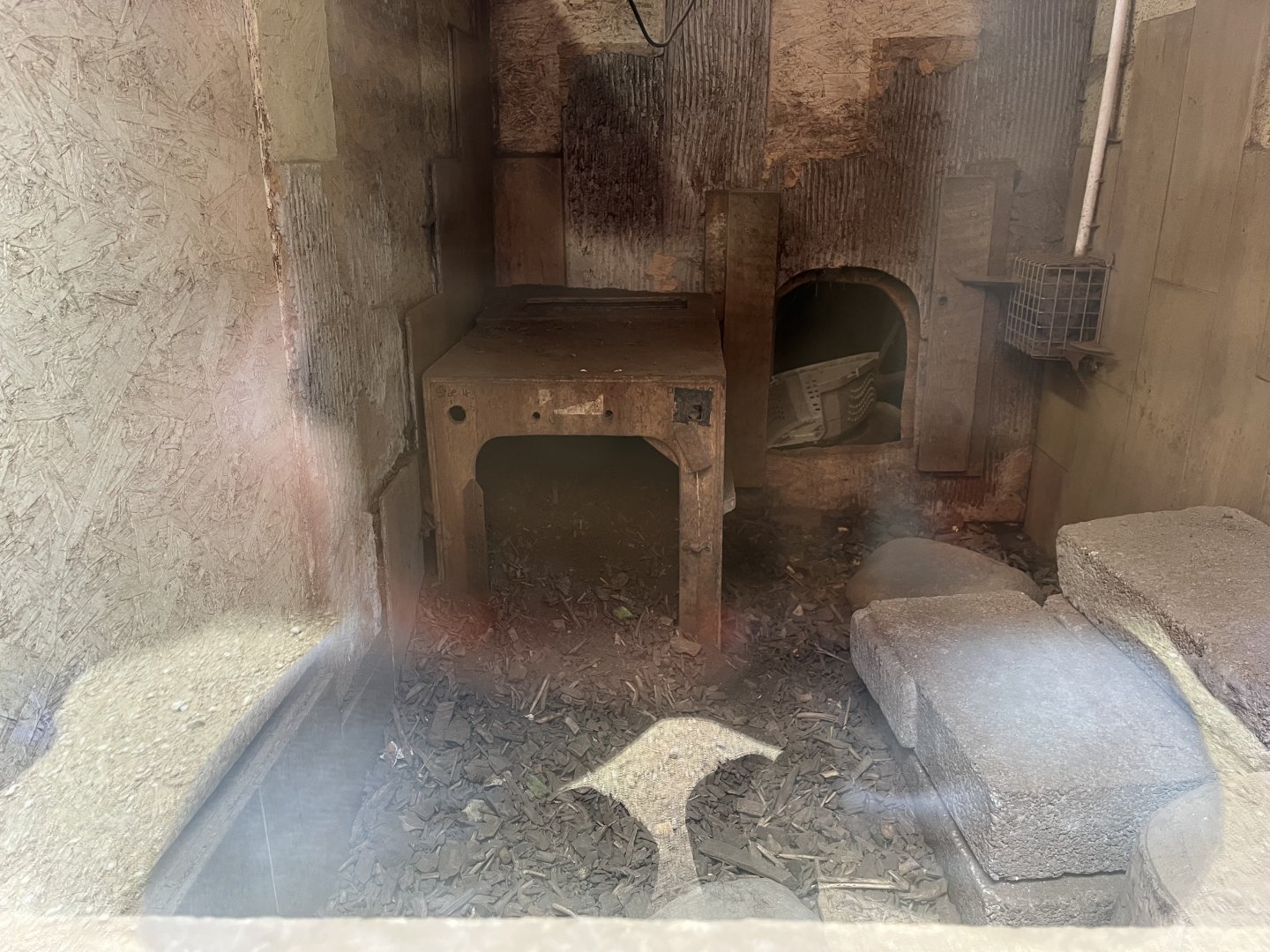 Six-banded armadillo indoors 1.9.25