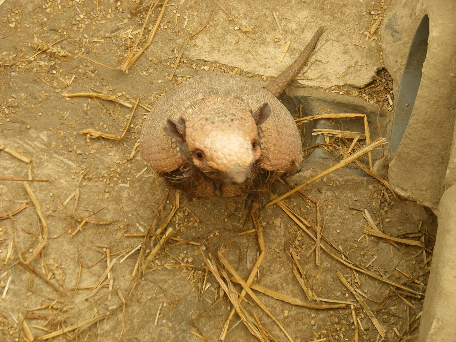 Six-banded armadillo (yellow armadillo) at Amazon World, 5 April 2010