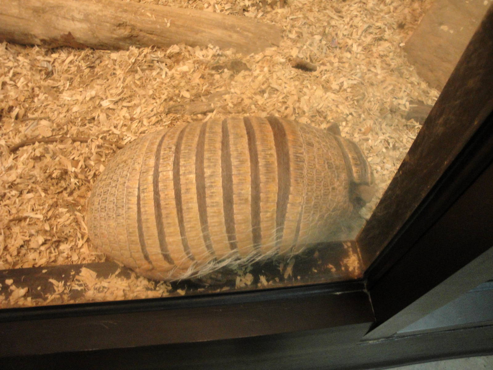 Six-banded Armadillo